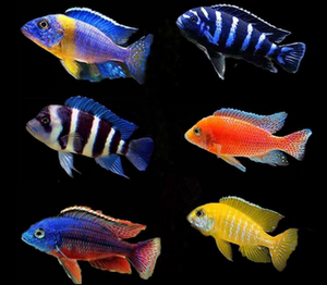 三湖慈鲷大尺寸活体热带观赏鱼马鲷伊巴卡蓝六间非洲王子蓝面财神