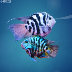 包邮宝蓝迷你鹦鹉鱼热带鱼精品种鱼一对亚成鱼苗好养活能生可繁殖