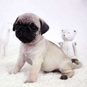 纯种巴哥幼犬活体哈巴狗短腿巴哥犬八哥犬小型犬宠物狗狗