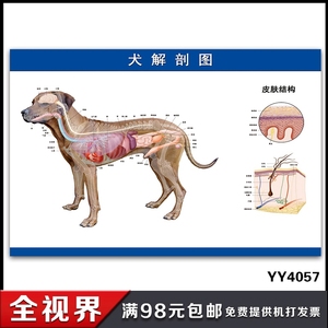 解剖狗