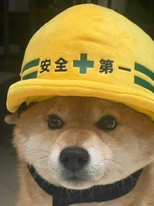 安全第一狗狗安全帽宠物柯基拉布拉柴犬可爱衣服卖萌搞怪拍照打卡