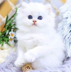 纯种金吉拉幼猫波斯猫纯白蓝眼睛长毛小猫爆毛高地可爱温顺小奶猫