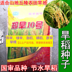 旱稻种子郑旱10号高产山地丘陵旱地播稻谷直播稻常规稻水稻种子