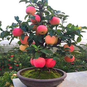 带果发货原土苹果盆栽矮化水果苗南北方种植苹果树苗地栽客厅阳台