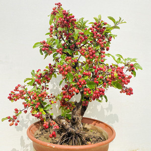 亚当海棠果苗树北方耐寒地栽盆栽盆景老桩南方庭院度假村别墅果树