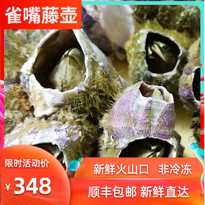 新鲜野生雀嘴藤壶火山口10斤水产食用海螺海鲜鲜活顺丰包邮