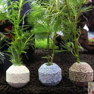 鱼缸水草固定底座懒人固定环造景定植大号陶瓷杯新手陶瓷环种植