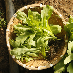 密云保合蜗牛小镇 园区自种现摘现发大叶茼蒿300g蓬蒿菜新鲜蔬菜