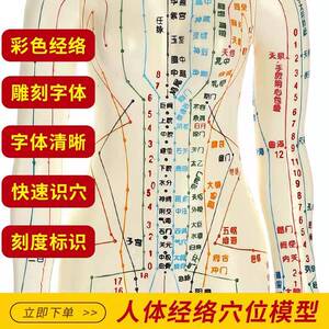 中医针灸人体经络穴位模型人穴位图全身十二经络可扎针小铜人模特