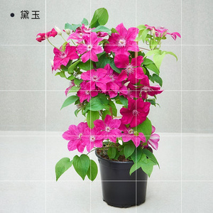 大道重复开花铁线莲爬藤植物阳台露台花卉盆栽两年苗阿莱娜带花苞