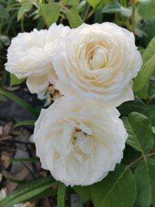 月季花苗78真宙 伊芙华尔兹之舞 纸月亮 沉默的爱 科德娜 柏姬