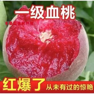 新品种嫁接贵妃血桃树苗甜度21当年结果南北方种植耐寒特大果树苗