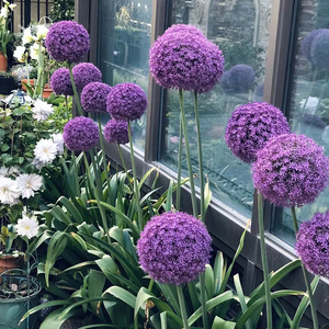 大花葱种球荷兰进口耐寒球根盆栽花棒棒糖风信子阳台庭院四季花卉