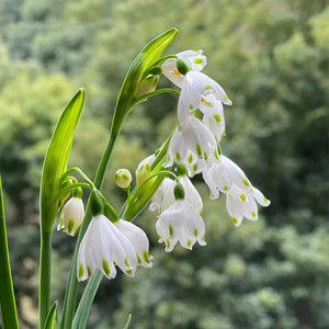雪片莲种球易活耐寒盆栽当年开花蓝铃雪滴花铃兰花四季花卉百合