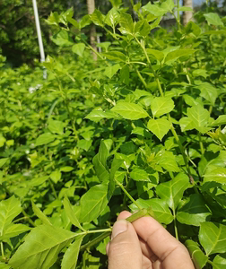 00lnz13410360512淘宝云南刺五加苗五加皮苗野菜紫五加苗五加树苗五