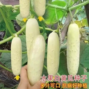 进口奶油白黄瓜苗秧苗种子白玉青瓜四季高产甜脆水果蔬菜种籽春季