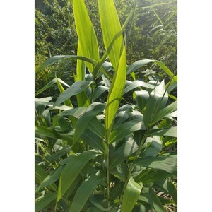 新鲜粽叶野生大芒叶广西原生态粽子叶新鲜现发