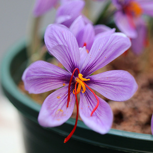 藏红花种球药用番红花四季盆栽多年生球根西红花耐寒食用观赏花卉
