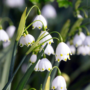 3颗雪片莲种球根进口耐寒雪滴花多年生耐寒当年开花盆栽庭院阳台