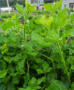 全嫩恩平勒菜特色菜新鲜苦刺心簕菜10公分长野菜农家菜产地直供