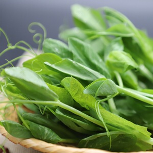 拾蘑菇 云南新鲜豌豆尖 豌豆苗头火锅配菜云南新鲜蔬菜500g包邮