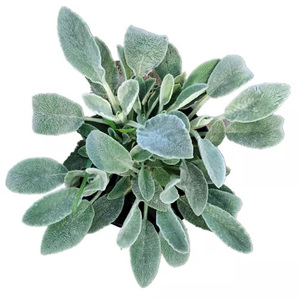 【绵毛水苏】绵毛水苏品牌,价格 - 阿里巴巴