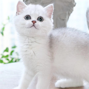 银渐层英短猫银点纯种幼猫英国短毛猫白色血统活物体幼崽苏州猫舍