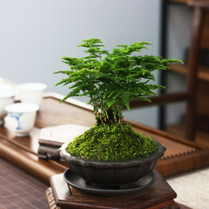 唐山云松盆栽办公室内桌面净化空气盆景好养易活含盆带土矮生文竹