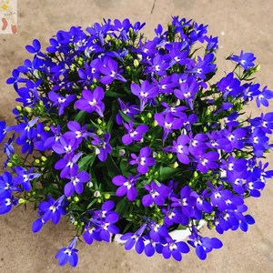 垂吊半边莲盆栽带花窗台阳台好养花卉蓝色六倍利花苗植物带花苞花