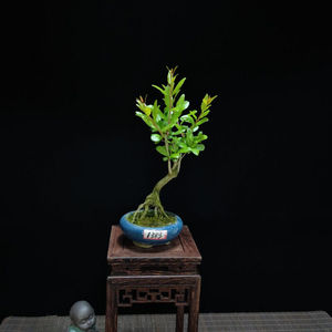 小叶石榴盆景微型迷你型红灯笼掌上桌开花结果小盆栽绿植浅灰色1