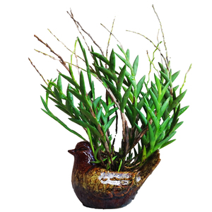 剑叶石斛 柬埔寨原生苗 盆景观赏不易落叶 奇特叶子似剑 临安斛苑