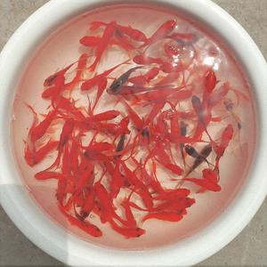 草金鱼苗 一斤小型鱼活观赏鱼耐活的淡水饲料鱼活物好养家养招财