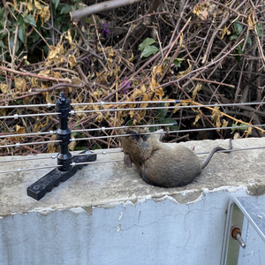 灭鼠电网安全精准捕逮老鼠家居优选好物电鼠神器旋转折叠收纳防盗