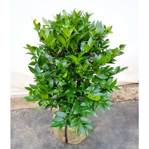 黎园竹柏大树苗老桩盆栽室内净化空气大型绿植客厅四季花卉植物