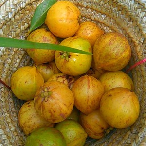 广西野生山竹黄牙果岭南龙芒粘牙子木竹子罗网黄牙桔黄皮果5斤装