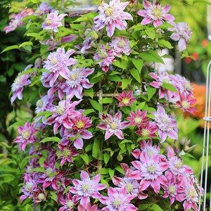 铁线莲花苗重瓣约瑟芬盆栽庭院植物爬藤攀援花卉绿植多季开花