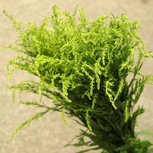 900人付款淘宝黄英草配花云南昆明鲜花基地直发黄莺鲜花配草配叶鲜花