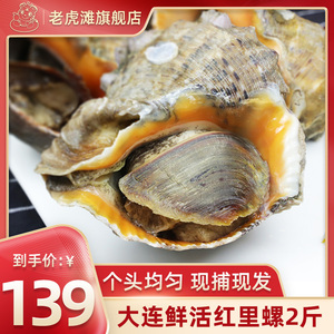 大连特产鲜活大海螺海鲜水产新鲜贝类海捕红里螺贝壳螺包活2斤装