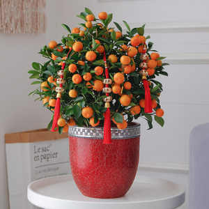 年宵花小金桔树盆栽带果观赏花卉 开业送礼招财植物 新年客厅绿植