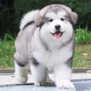 纯种阿拉斯加幼犬大型熊版灰色阿拉斯加犬雪橇犬家养宠物狗狗活体