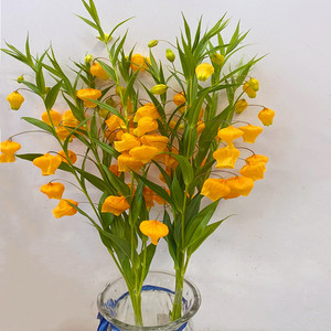 荷兰进口宫灯百合鲜切花家庭办公室酒店装饰水养植物广州同城速递