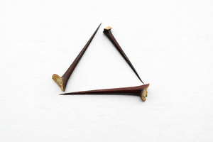 耳钉20植物枣刺酸枣刺个耳针山枣针耳棒茶叶棒茶棒茶梗耳洞