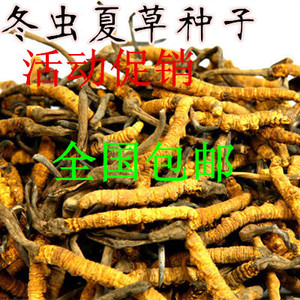 冬虫夏草种子 冬虫夏草苗种子药材种子中草药种子 包邮