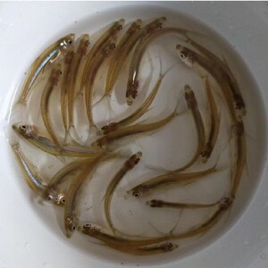 日本纯种锦鲤水花红白三色昭和白写鱼花冷水鱼小鱼幼苗鱼苗87人付款