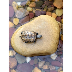 大小号晾晒背台晒龟台乌龟晒台爬台深水爬坡鱼缸龟缸造景天然石头