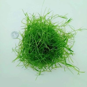 2021印度小竹节 南美青竹 竹节草 虾缸草 阴性草 新手水草 好活好