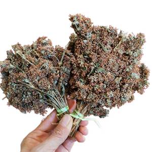 云南特产明目花茶染饭花纯植物天然糯米染色密蒙花茶贵州黄饭花