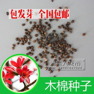 乔木种子异木棉种子木棉花种南方树种攀枝花红棉树英雄树种子