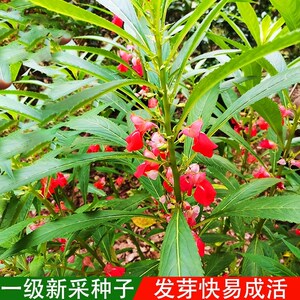 凤仙花种籽子种子重瓣非洲种白色籽苏丹七彩四季学生粉色胭脂花籽