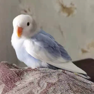 牡丹鹦鹉活鸟雏鸟幼鸟家养小宠物手养鹦鹉亲人鸟黄桃绿桃鹦鹉家养